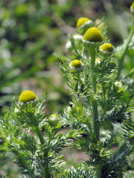 pineapple-weed / Matricaria discoidea