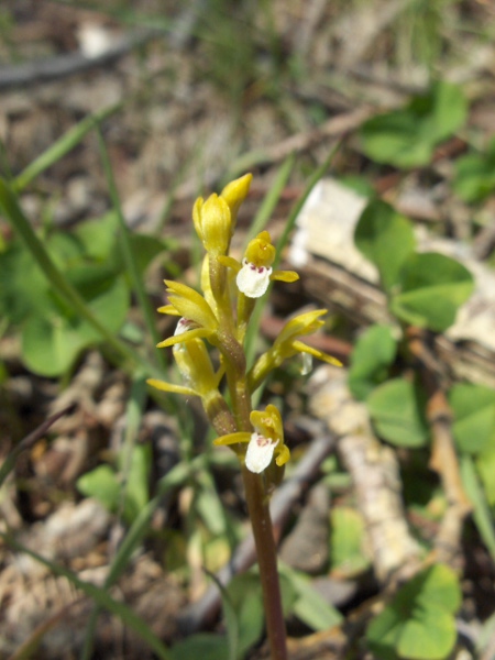coralroot orchid / Corallorhiza trifida: _Corallorhiza trifida_ grows in damp woodland in the eastern Highlands of Scotland as well as a few sites in southern Scotland and northern England.