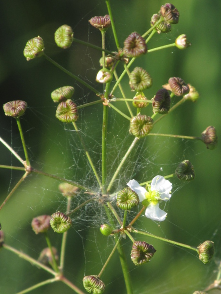 water plantain / Alisma plantago-aquatica: In _Alisma plantago-aquatica_, the carpels are arranged in a single ring, as reflected in the arrangement of the mature achenes.