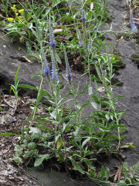 spiked speedwell / Veronica spicata: _Veronica spicata_ has tall, dense spikes of blue flowers, like _Veronica longifolia_.
