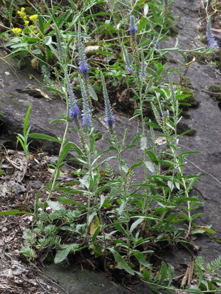 spiked speedwell / Veronica spicata