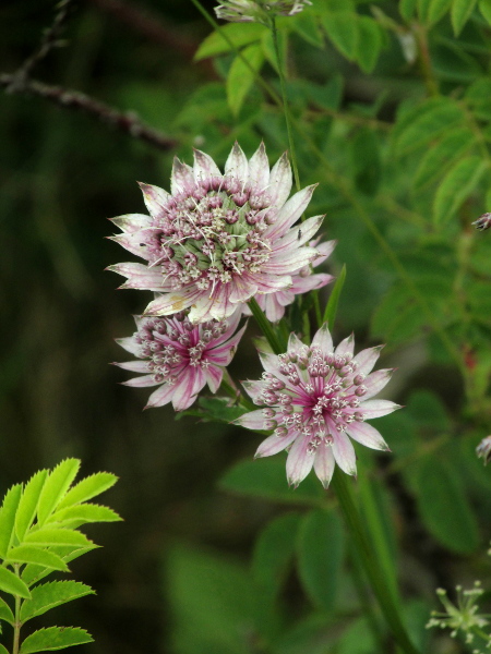 astrantia / Astrantia major: The second subspecies, _A. major_ subsp. _involucrata_ (= subsp. _carinthiaca_), has bracteoles distinctly longer than the flowers, at up to 22 mm long; it is the more frequent in the British Isles.