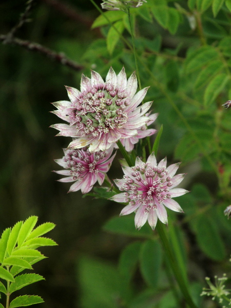 astrantia / Astrantia major: The second subspecies, _A. major_ subsp. _involucrata_ (= subsp. _carinthiaca_), has bracteoles distinctly longer than the flowers, at up to 22 mm long; it is the more frequent in the British Isles.