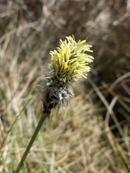 hare’s-tail cottongrass / Eriophorum vaginatum: The flowers of _Eriophorum vaginatum_ are bisexual, with 3 stamens and 3 stigmas; after flowering, perianth-bristles become expanded into a cottony pappus.