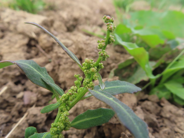 oak-leaved goosefoot / Oxybasis glauca: The leaves of _Oxybasis glauca_ are distinctively lobed, and are pale grey underneath because of the density of mealy hairs.