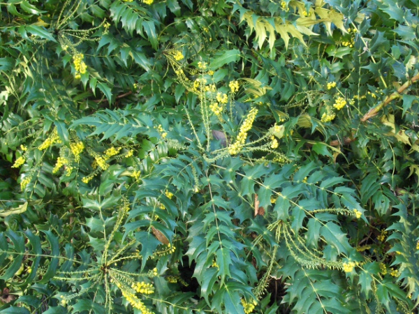 Oregon grape / Mahonia aquifolium: _Mahonia aquifolium_ is an evergreen shrub native to the Pacific Northwest.