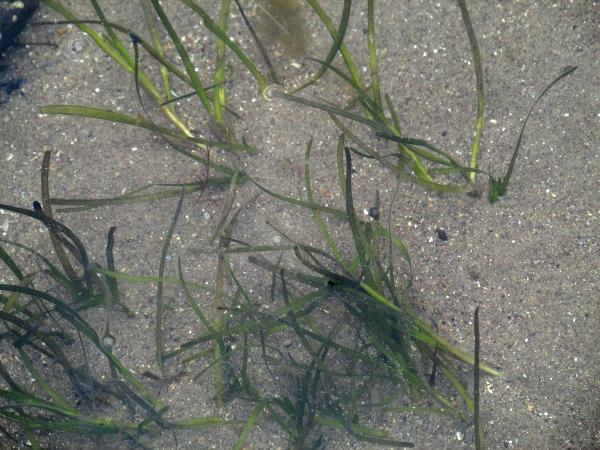 eelgrass / Zostera marina: _Zostera marina_ grows in sand or mud under shallow sea-water.