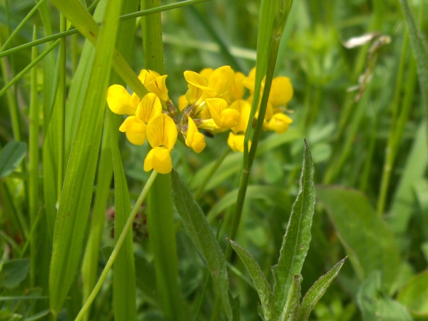 horseshoe vetch / Hippocrepis comosa: _Hippocrepis comosa_ is restricted to chalk and limestone downland in England and very rarely in Wales.