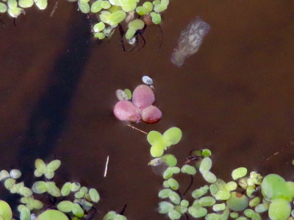 fat duckweed / Lemna gibba: From above, _Lemna gibba_ (centre) looks like a typical, medium-sized duckweed.