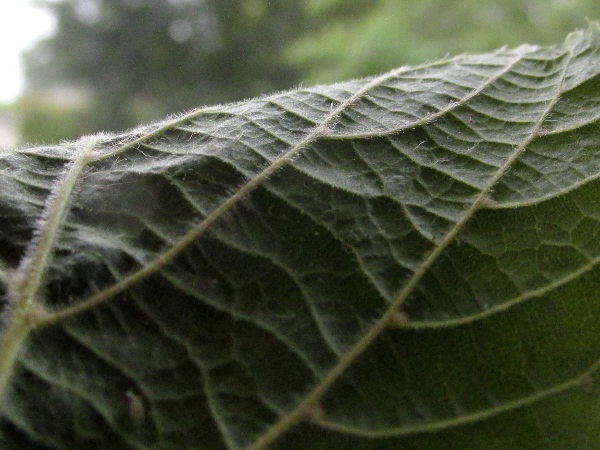 large-leaved lime / Tilia platyphyllos: The leaves of _Tilia platyphyllos_ are hairy on the underside.