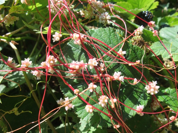 greater dodder / Cuscuta europaea: _Cuscuta europaea_ differs subtly from _Cuscuta epithymum_ in details of the flowers.