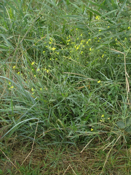 perennial wall-rocket / Diplotaxis tenuifolia: _Diplotaxis tenuifolia_ is most commonly found in warm, dry habitats.