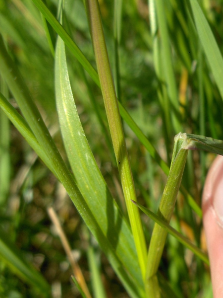 common bent / Agrostis capillaris: Ligule