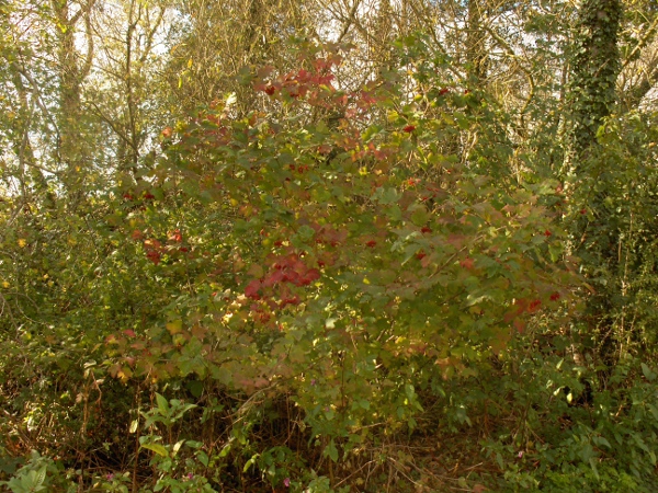 guelder rose / Viburnum opulus: _Viburnum opulus_ grows in woodland and scrub across the British Isles, albeit becoming rarer in the far north.