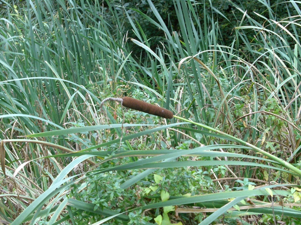 bulrush / Typha latifolia