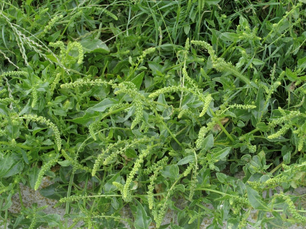 beet / Beta vulgaris: The native subspecies, _Beta vulgaris_ subsp. _maritima_, is a sprawling coastal plant.