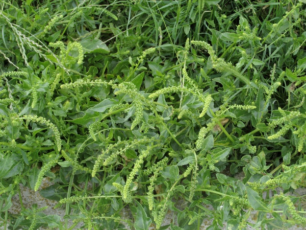 sea beet / Beta vulgaris subsp. maritima