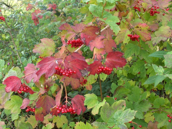 guelder rose / Viburnum opulus: The leaves of _Viburnum opulus_ are shallowly divided into three dentate lobes; its fruit is a round, red berry.