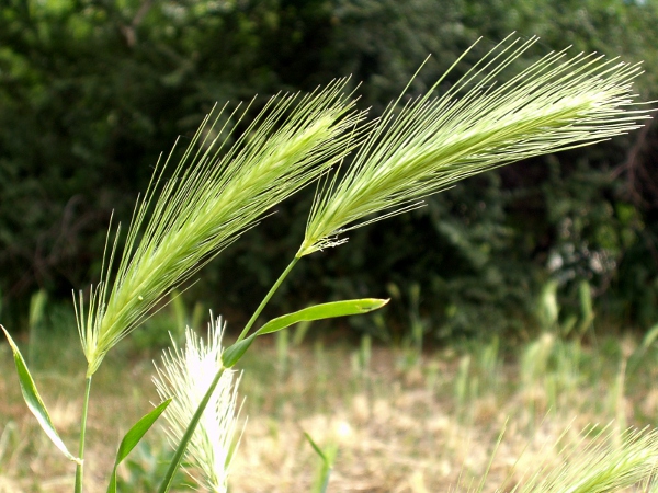 wall barley / Hordeum murinum: Inflorescences