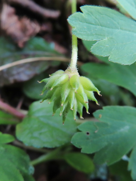 wood anemone / Anemone nemorosa