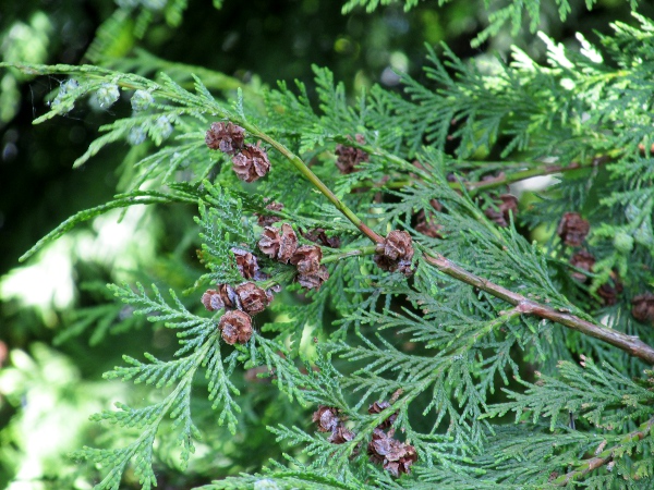 Leyland cypress / Cupressus × leylandii: The cones of _Cupressus_ × _leylandii_ are smaller than those of _Cupressus macrocarpa_; it produces seeds, but they rarely germinate.