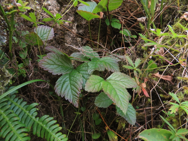 stone bramble / Rubus saxatilis: _Rubus saxatilis_ grows in montane, rocky places, typically over base-rich rocks; it has 3-parted leaves and only weak spines on its stems; its fruits are red, with 1–6 drupelets.