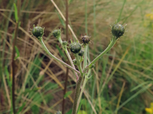 hawkweeds / Hieracium sect. Hieracioides: The inflorescences of _Hieracium umbellatum_ are rather flat-topped, branching from points close together on the stem; at least the outer phyllaries around each flowering head are distincly recurved in bud.