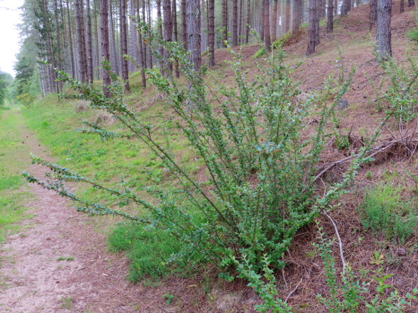 Himalayan cotoneaster / Cotoneaster simonsii