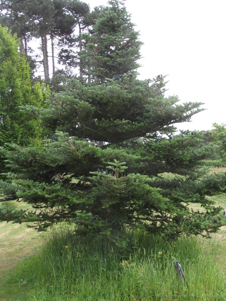 Caucasian fir / Abies nordmanniana: _Abies nordmanniana_ is a species of fir tree native to the Caucasus that is gaining popularity as a non-shedding Christmas tree.