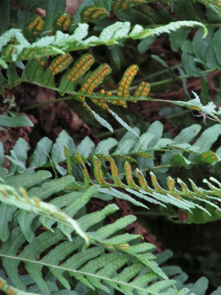 polypody / Polypodium vulgare