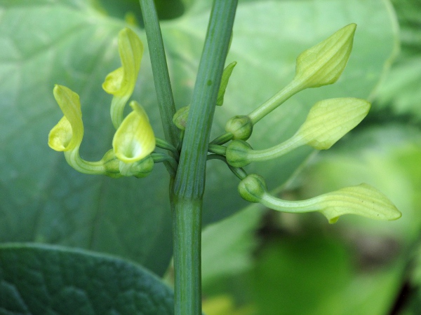 birthwort / Aristolochia clematitis: Up to 8 flowers can emerge from a single stem node in _Aristolochia clematitis_.