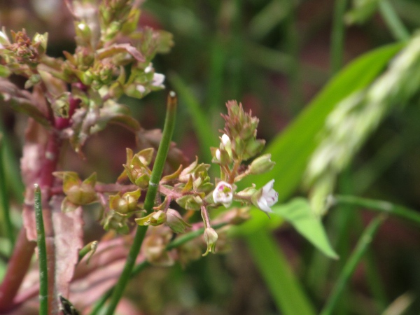 pink water-speedwell / Veronica catenata: The flowers of _Veronica catenata_ are typically pinkish, and the fruiting capsules are broad and notched, rather than inflated, unlike _Veronica anagallis-aquatica_.