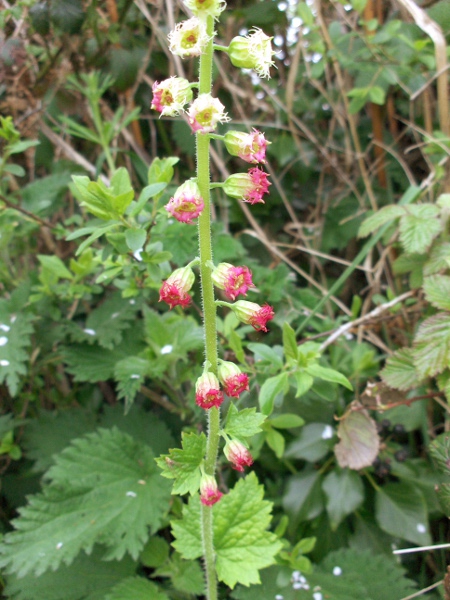 fringecups / Tellima grandiflora: Close-up of the fringed flowers