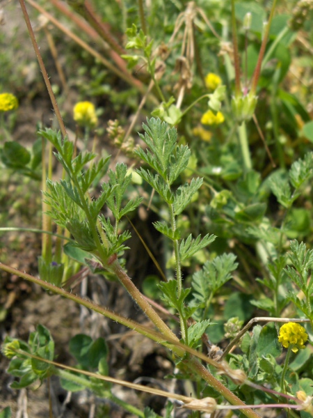 common storksbill / Erodium cicutarium