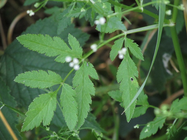 stone parsley / Sison amomum