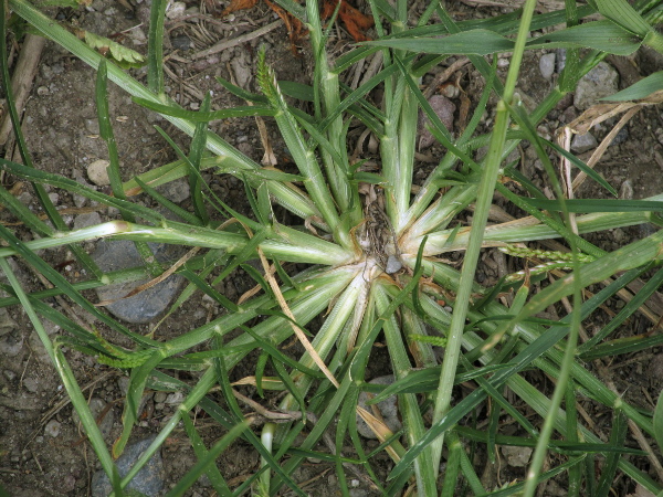 Indian yard grass / Eleusine indica subsp. indica: The stems of _Eleusine indica_ initially radiate sideways from the root, before ascending.