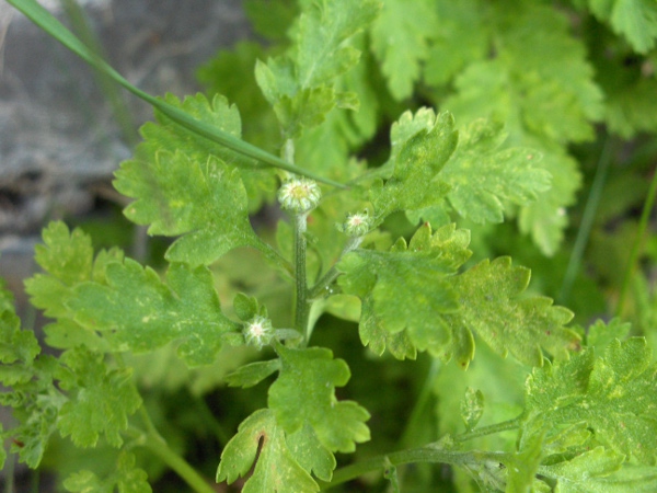 feverfew / Tanacetum parthenium: Leaves and young inflorescences