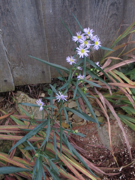 common Michaelmas daisy / Symphyotrichum × salignum: _Symphyotrichum_ × _salignus_ is the most common of the several Michaelmas-daisy species found in the British Isles.
