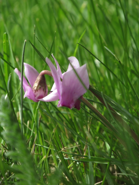 sowbread / Cyclamen hederifolium: Unlike other species of _Cyclamen_ that have become naturalised in the British Isles, _C. hederifolium_ flowers in late summer, before the leaves appear.