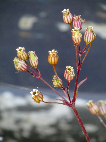 ragged robin / Silene flos-cuculi: The fruit of _Silene flos-cuculi_ is a capsule opening by 5 teeth.