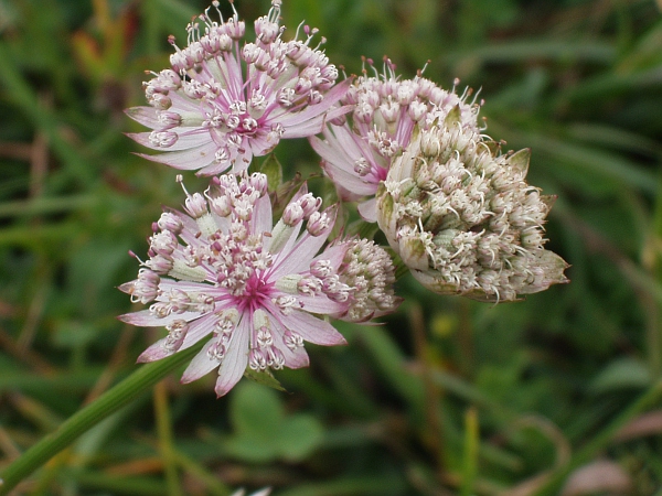 astrantia / Astrantia major: Two subspecies are present in the British Isles: _A. major_ subsp. _major_ has bracteoles barely longer than the flowers, at up to 15 mm long, and is the less frequently seen here.