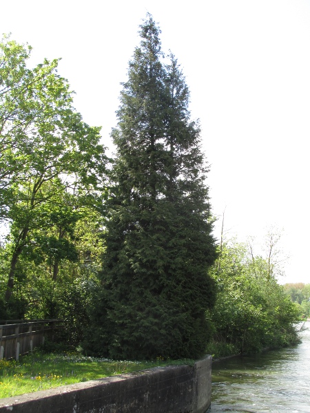 Leyland cypress / Cupressus × leylandii: Although it originated in Britain, × _Cuprocyparis leylandii_ is a hybrid between _Xanthocyparis nootkatensis_ and _Cupressus macrocarpa_, two species from western North America.