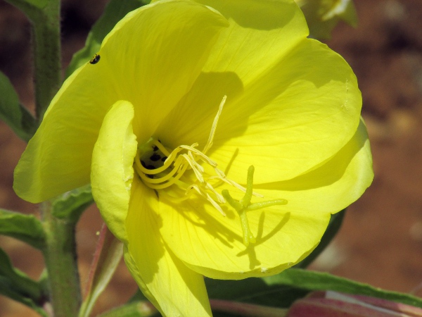 large-flowered evening primrose / Oenothera glazioviana: The style is longer than the 8 stamens in the large flowers of _Oenothera glazioviana_.