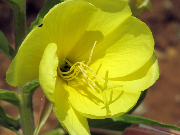 large-flowered evening primrose / Oenothera glazioviana