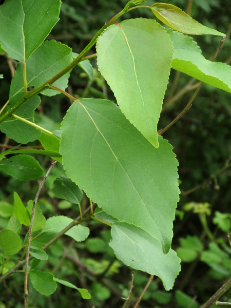 Berlin poplar / Populus × berolinensis: The leaves of _Populus_ × _berolinensis_ are broadly wedge-shaped at the base, with toothed edges.