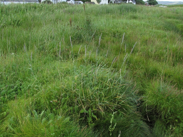 common couch / Elymus repens