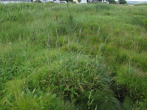 common couch / Elymus repens: Habitus