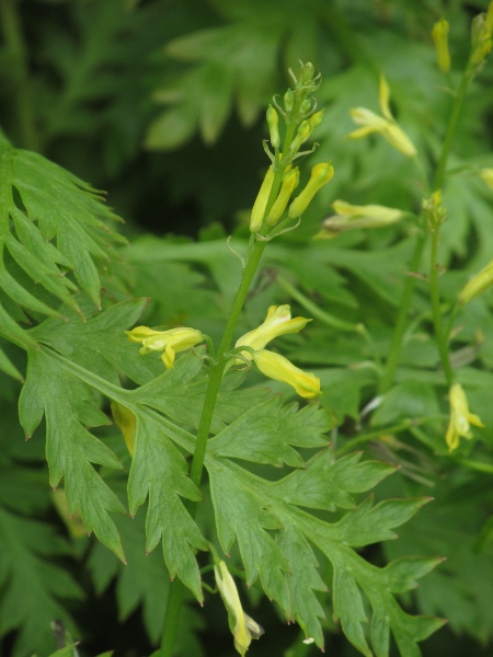 fern-leaved corydalis / Corydalis cheilanthifolia: _Corydalis cheilanthifolia_ is a garden herb, originating in China, with yellow flowers.