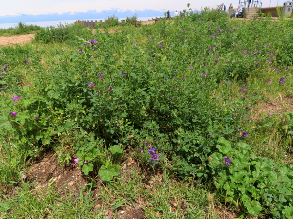 lucerne / Medicago sativa subsp. sativa: _Medicago sativa_ subsp. _sativa_ was once widely grown for food; now it survives on rough ground across much of England and Wales, and more rarely in Scotland and Ireland.