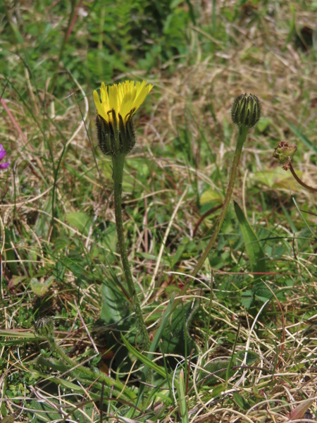 spotted cat’s-ear / Hypochaeris maculata: _Hypochaeris maculata_ is a rare perennial herb that grows in coastal heaths over calcareous rock in West Cornwall (VC1) and the Great Orme (VC49) and in chalk downland in eastern England.